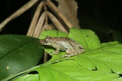 Scinax perpusillus