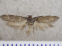 Cosmopterigidae