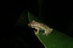 Scinax perpusillus