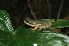Hylodes phyllodes
