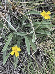 Goodenia willisiana