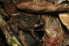 Cycloramphus boraceiensis