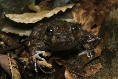 Cycloramphus boraceiensis