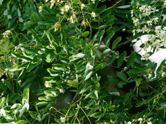 Styphnolobium japonicum