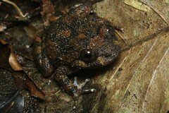 Cycloramphus boraceiensis