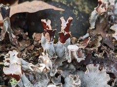 Peltigera rufescens