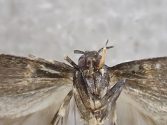 Cosmopterigidae