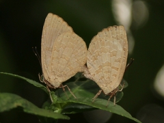 Miletus boisduvali