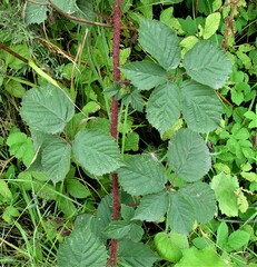 Rubus intensior