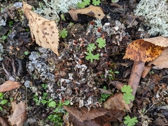 Peltigera rufescens