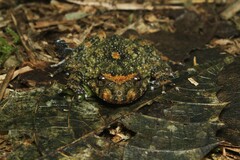 Cycloramphus boraceiensis