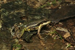 Hylodes phyllodes