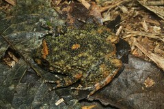 Cycloramphus boraceiensis