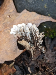 Peltigera rufescens