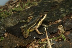 Hylodes phyllodes