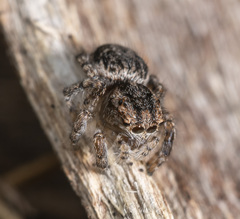 Maratus plumosus