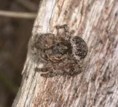 Maratus plumosus
