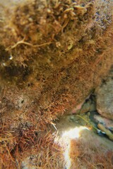 Rhodophyta