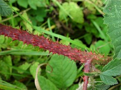 Rubus intensior