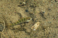 Perca fluviatilis