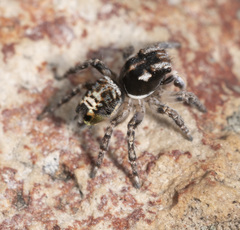 Maratus plumosus