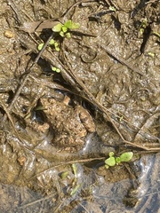 Phrynobatrachus natalensis