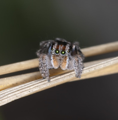 Maratus plumosus