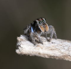 Maratus plumosus