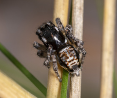Maratus plumosus