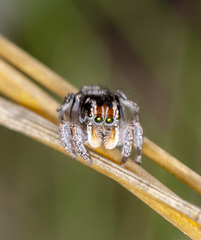 Maratus plumosus