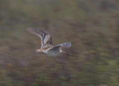 Gallinago stenura
