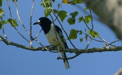 Cracticus nigrogularis