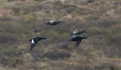 Melanitta stejnegeri