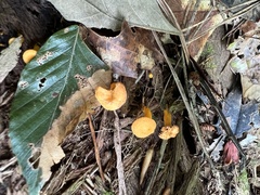 Craterellus ignicolor