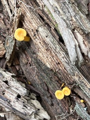 Craterellus ignicolor