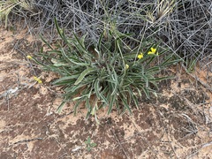 Goodenia willisiana