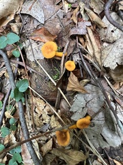 Craterellus ignicolor