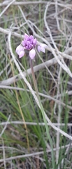 Sowerbaea juncea