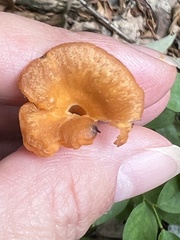 Craterellus ignicolor