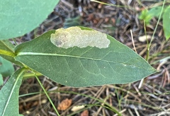 Astrotischeria occidentalis