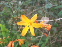 Crocosmia