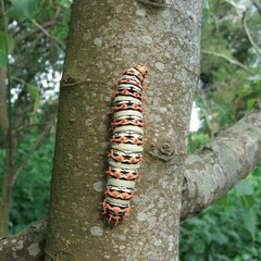 Rothschildia lutea