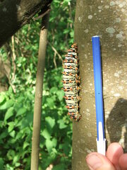 Rothschildia lutea
