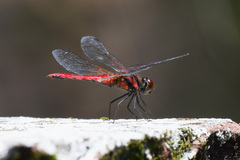 Sympetrum speciosum
