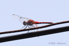 Sympetrum speciosum