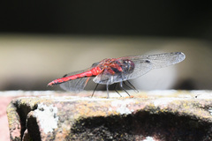 Sympetrum speciosum