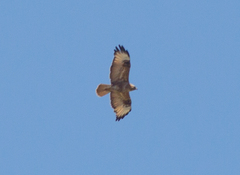 Buteo