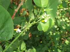 Solanum pilcomayense