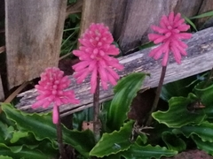 Veltheimia