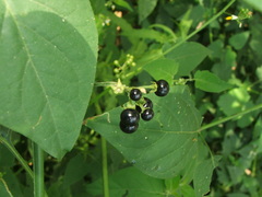 Solanum pilcomayense